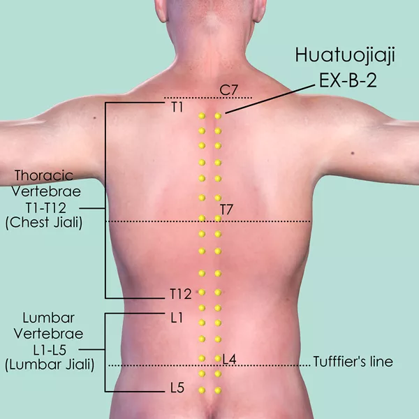Huatuojiaji EX-B-2 - Skin view - Acupuncture point on Extra Points: Back (EX-B)