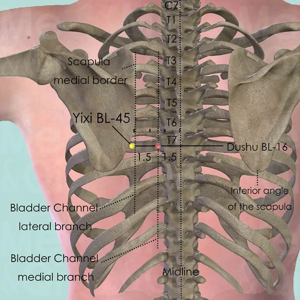 Yixi BL-45 - Bones view - Acupuncture point on Bladder Channel