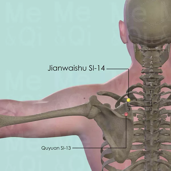 Jianwaishu SI-14 - Bones view - Acupuncture point on Small Intestine Channel