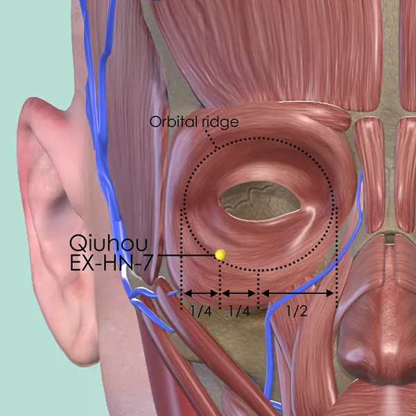 Qiuhou EX-HN-7 - Muscles view - Acupuncture point on Extra Points: Head and Neck (EX-HN)