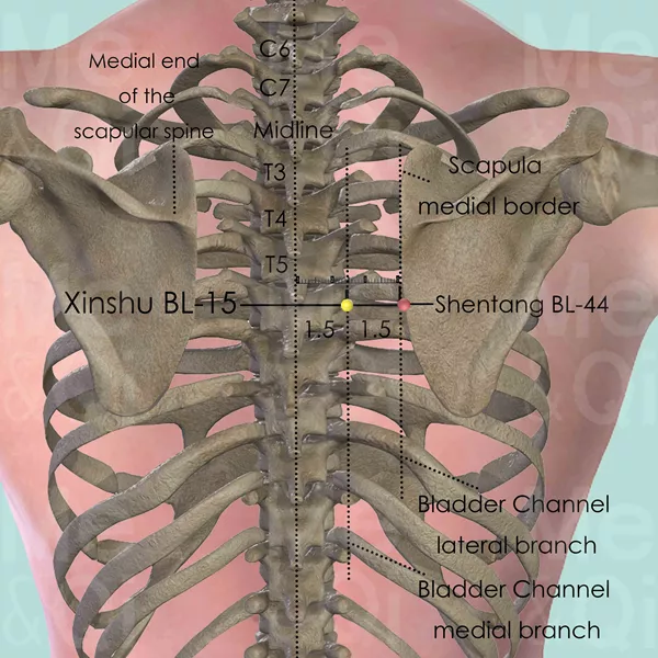 Xinshu BL-15 - Bones view - Acupuncture point on Bladder Channel