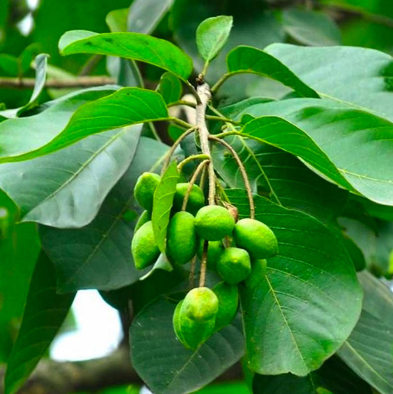 Zàng Qīng Guǒ (Terminalia Immature fruit) plant