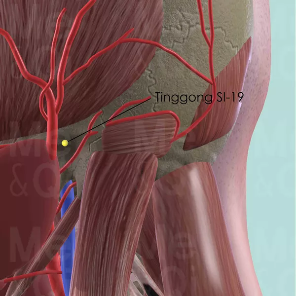 Tinggong SI-19 - Muscles view - Acupuncture point on Small Intestine Channel