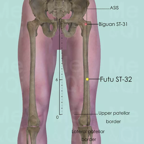 Futu ST-32 - Bones view - Acupuncture point on Stomach Channel