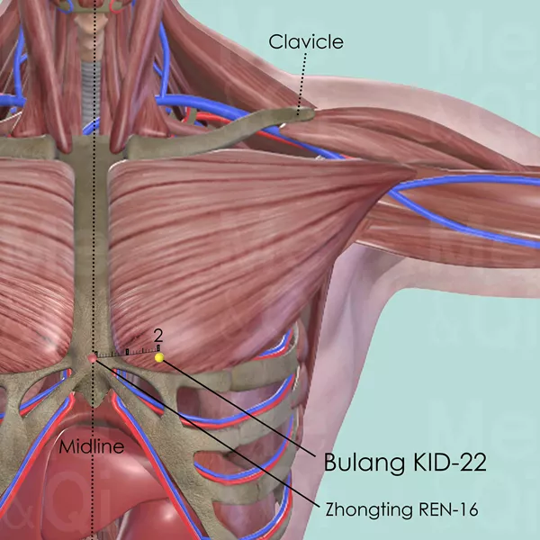 Bulang KID-22 - Muscles view - Acupuncture point on Kidney Channel