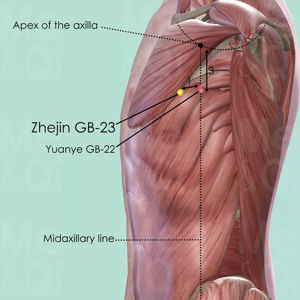 Zhejin GB-23 - Muscles view - Acupuncture point on Gall Bladder Channel
