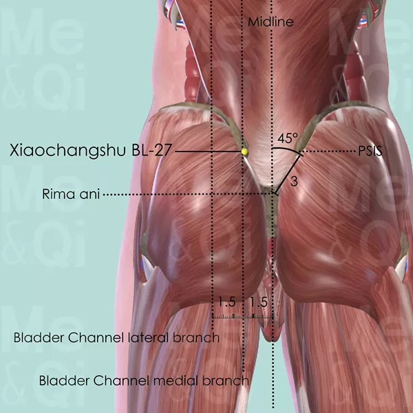 Xiaochangshu BL-27 - Muscles view - Acupuncture point on Bladder Channel