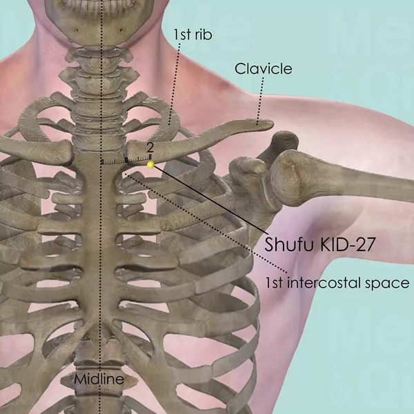 Shufu KID-27 - Bones view - Acupuncture point on Kidney Channel