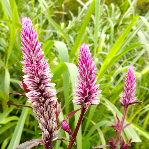 Qīng Xiāng Zǐ (Celosia seed) plant