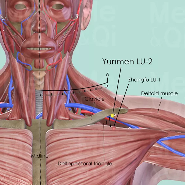 Yunmen LU-2 - Muscles view - Acupuncture point on Lung Channel