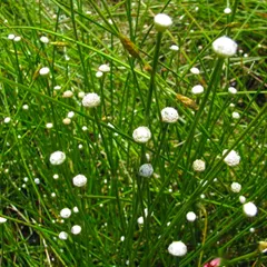 Pipewort flower