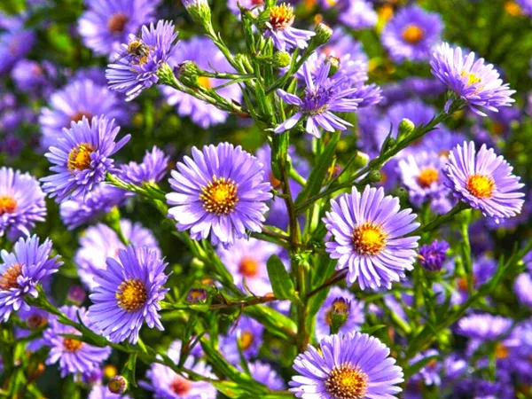What the Aster root  plant looks like