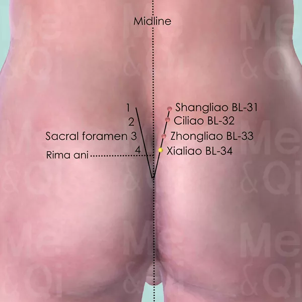 Xialiao BL-34 - Skin view - Acupuncture point on Bladder Channel