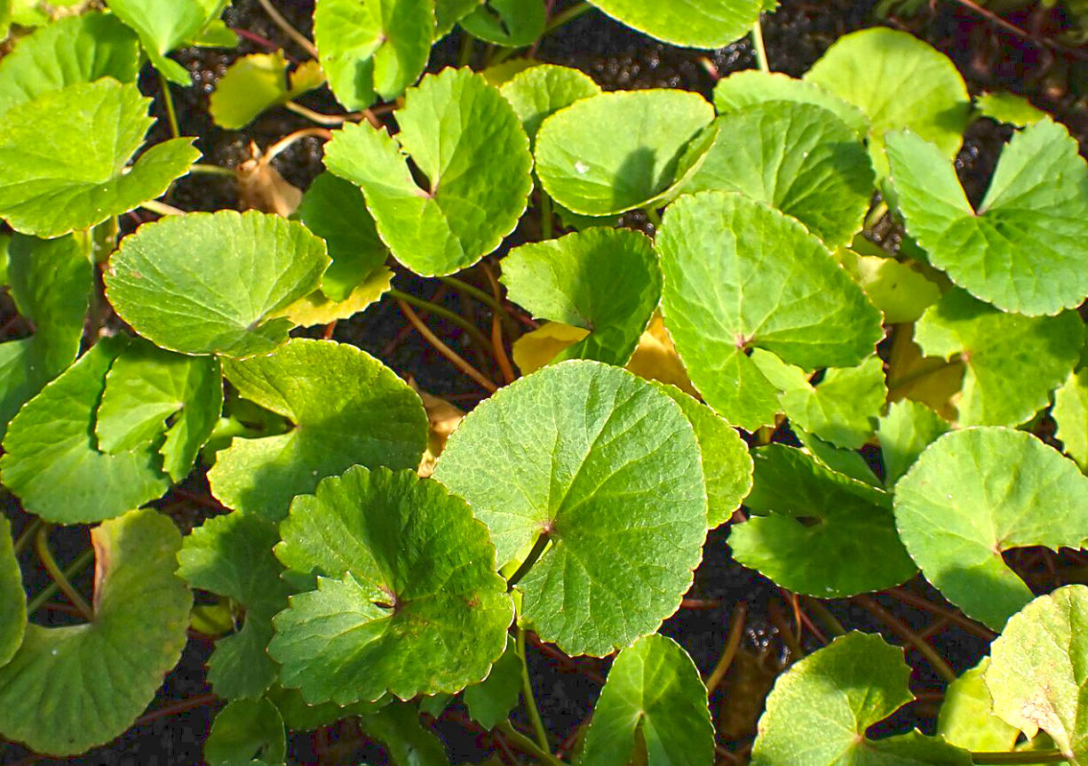 Ji Xue Cao (Gotu Kola herbs) plant