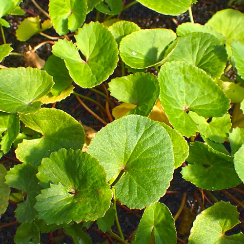 Ji Xue Cao (Gotu Kola herbs) plant