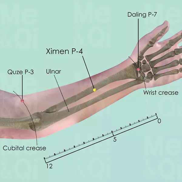 Ximen P-4 - Bones view - Acupuncture point on Pericardium Channel