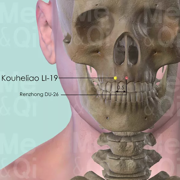 Kouheliao LI-19 - Bones view - Acupuncture point on Large Intestine Channel