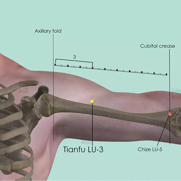 Tianfu LU-3 - Bones view - Acupuncture point on Lung Channel
