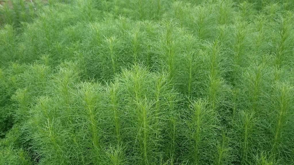 Yin Chen (Virgate wormwood) plant