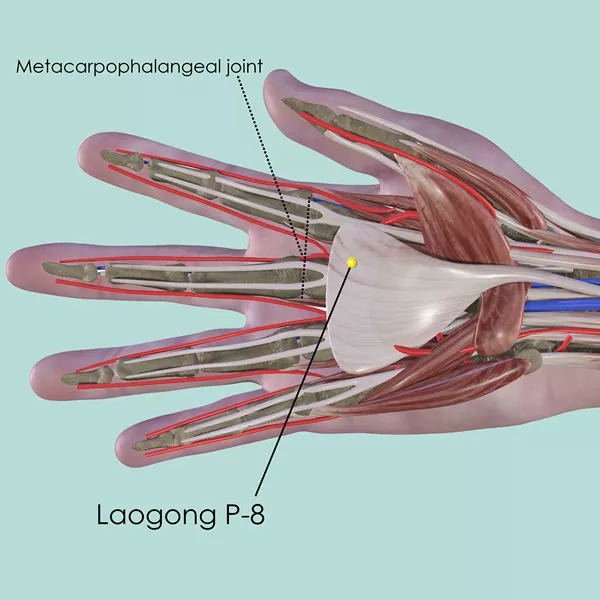 Laogong P-8 - Muscles view - Acupuncture point on Pericardium Channel