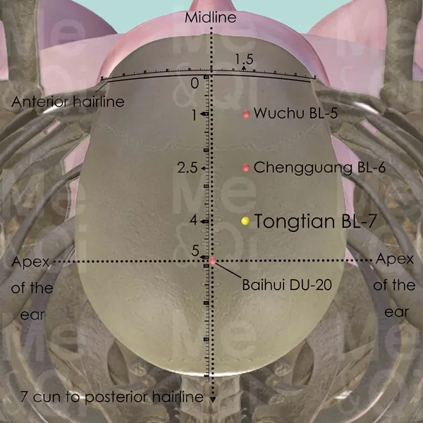 Tongtian BL-7 - Bones view - Acupuncture point on Bladder Channel