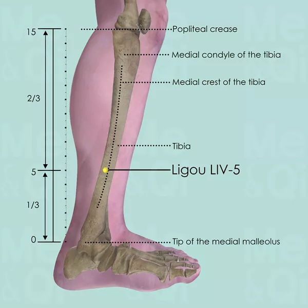 Ligou LIV-5 - Bones view - Acupuncture point on Liver Channel