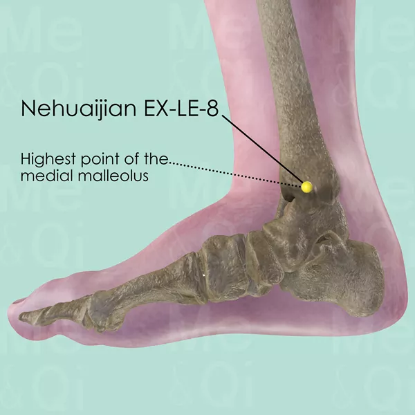 Neihuaijian EX-LE-8 - Bones view - Acupuncture point on Extra Points: Lower Extremities (EX-LE)