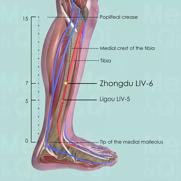 Zhongdu LIV-6 - Muscles view - Acupuncture point on Liver Channel