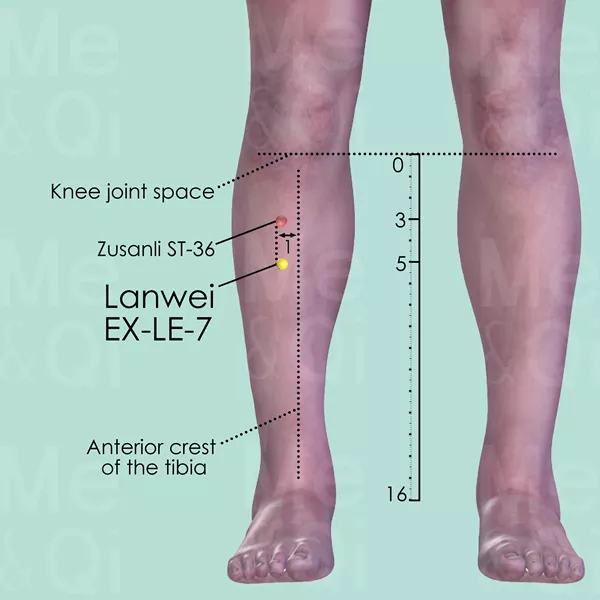 Lanwei EX-LE-7 - Skin view - Acupuncture point on Extra Points: Lower Extremities (EX-LE)