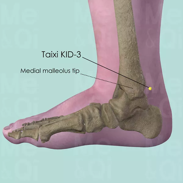 Taixi KID-3 - Bones view - Acupuncture point on Kidney Channel