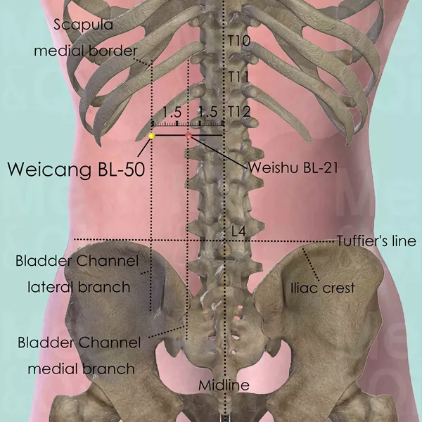Weicang BL-50 - Bones view - Acupuncture point on Bladder Channel