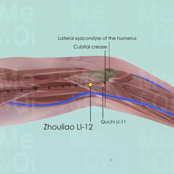 Zhouliao LI-12 - Muscles view - Acupuncture point on Large Intestine Channel