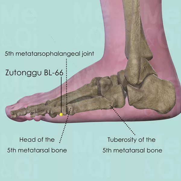 Zutonggu BL-66 - Bones view - Acupuncture point on Bladder Channel
