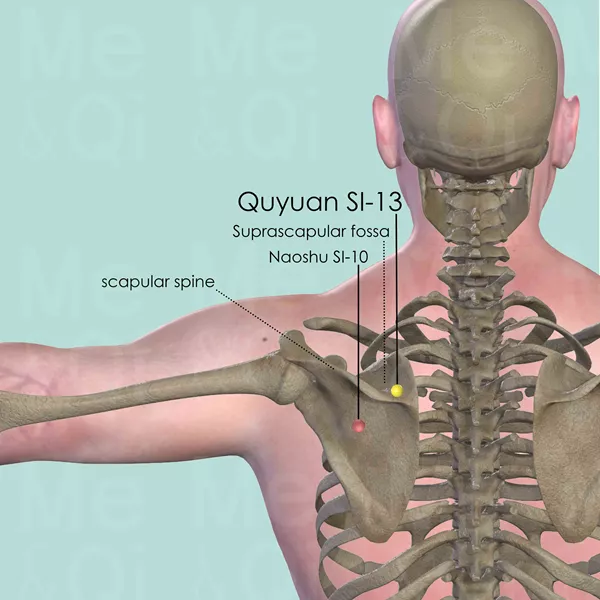 Quyuan SI-13 - Bones view - Acupuncture point on Small Intestine Channel