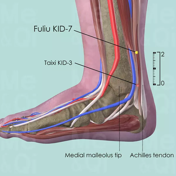 Fuliu KID-7 - Muscles view - Acupuncture point on Kidney Channel