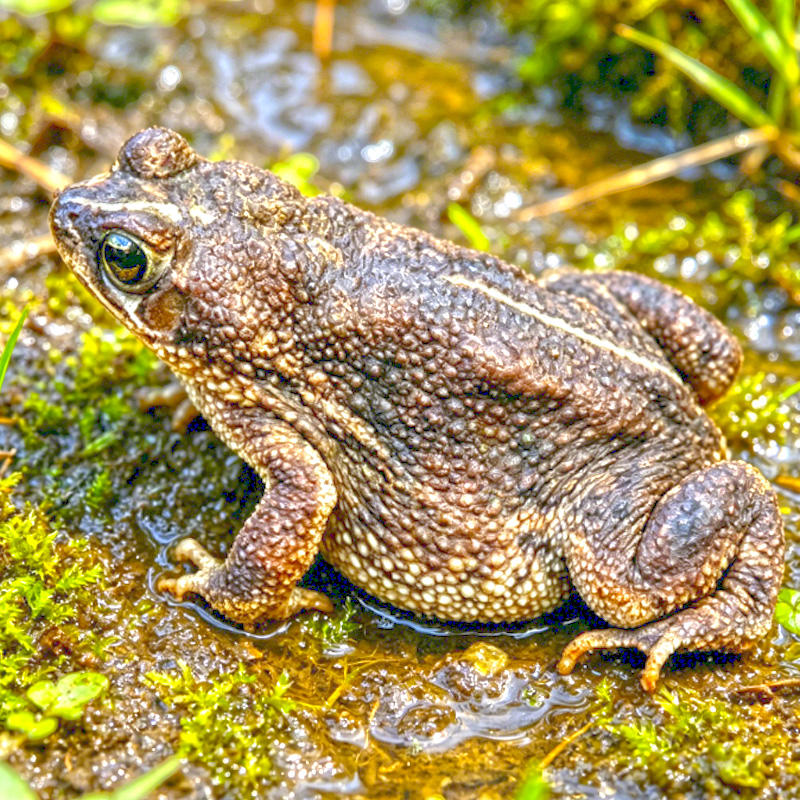 Chan Su (Toad venom) plant