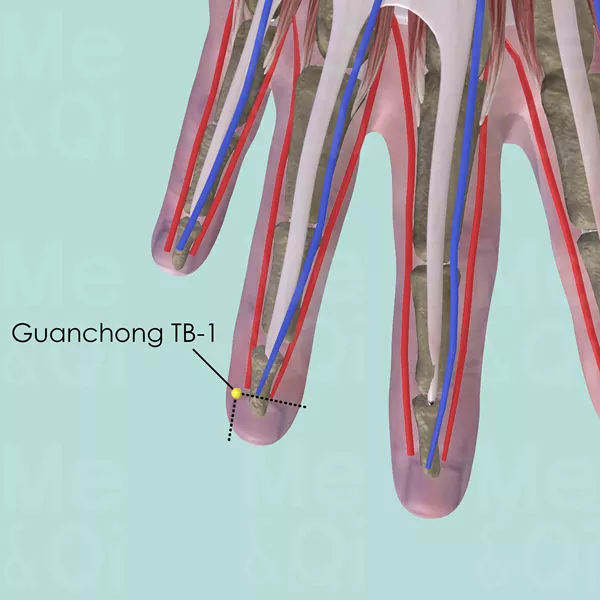 Guanchong TB-1 - Muscles view - Acupuncture point on Triple Burner Channel