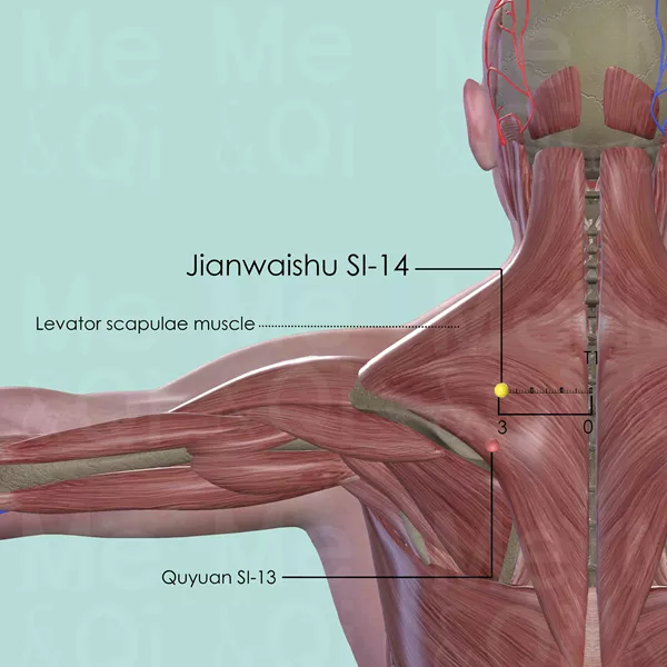 Jianwaishu SI-14 - Muscles view - Acupuncture point on Small Intestine Channel