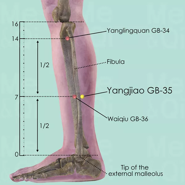 Yangjiao GB-35 - Bones view - Acupuncture point on Gall Bladder Channel
