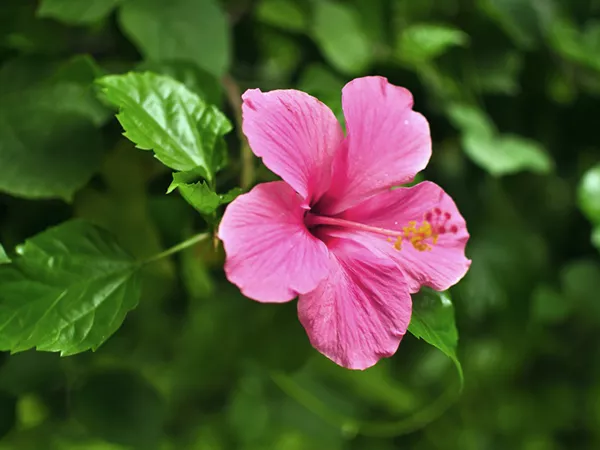 What the Hibiscus leaf plant looks like