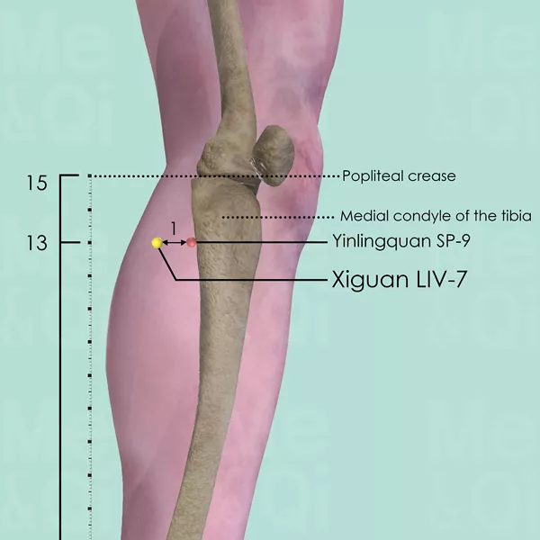 Xiguan LIV-7 - Bones view - Acupuncture point on Liver Channel