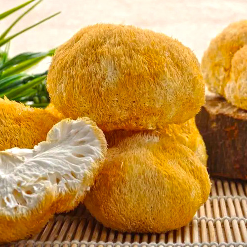 Hóu Tóu Gū (Lion's mane) as TCM ingredient