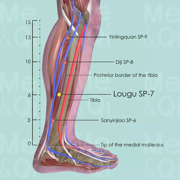 Lougu SP-7 - Muscles view - Acupuncture point on Spleen Channel