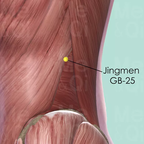 Jingmen GB-25 - Muscles view - Acupuncture point on Gall Bladder Channel