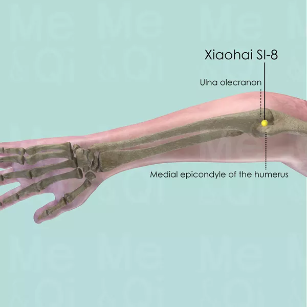 Xiaohai SI-8 - Bones view - Acupuncture point on Small Intestine Channel