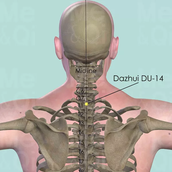 Dazhui DU-14 - Muscles view - Acupuncture point on Governing Vessel
