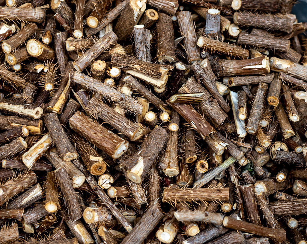 Ci Wu Jia (Acanthopanax rhizomes) as TCM ingredient