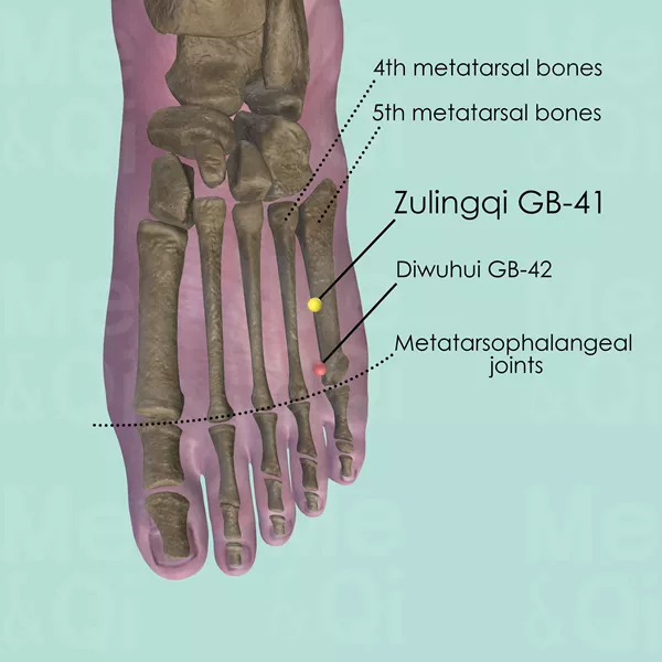 Zulingqi GB-41 - Bones view - Acupuncture point on Gall Bladder Channel