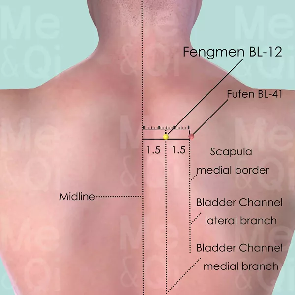 Fengmen BL-12 - Skin view - Acupuncture point on Bladder Channel