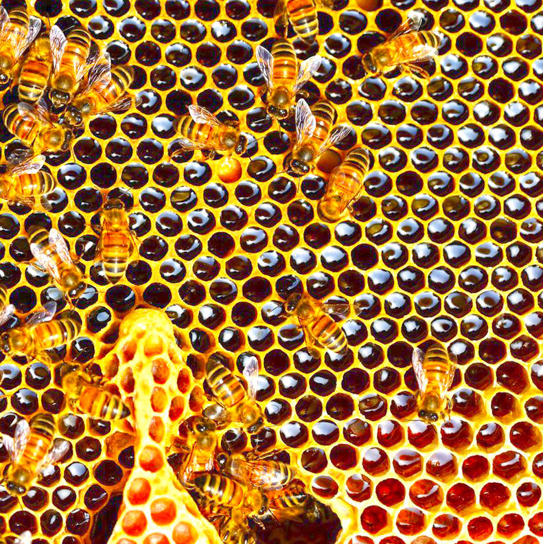 Lù Fēng Fáng (Wasp nest) plant